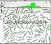 WINSEEDLE种子和针叶测量系统的图片