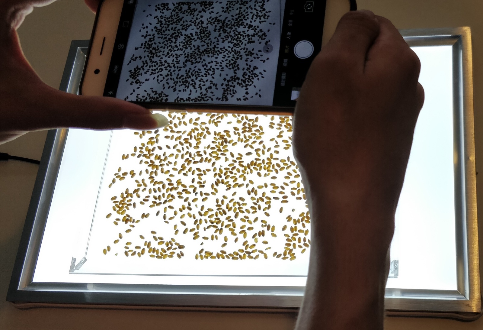 万深SC-H手机拍照款自动种子数粒仪的图片
