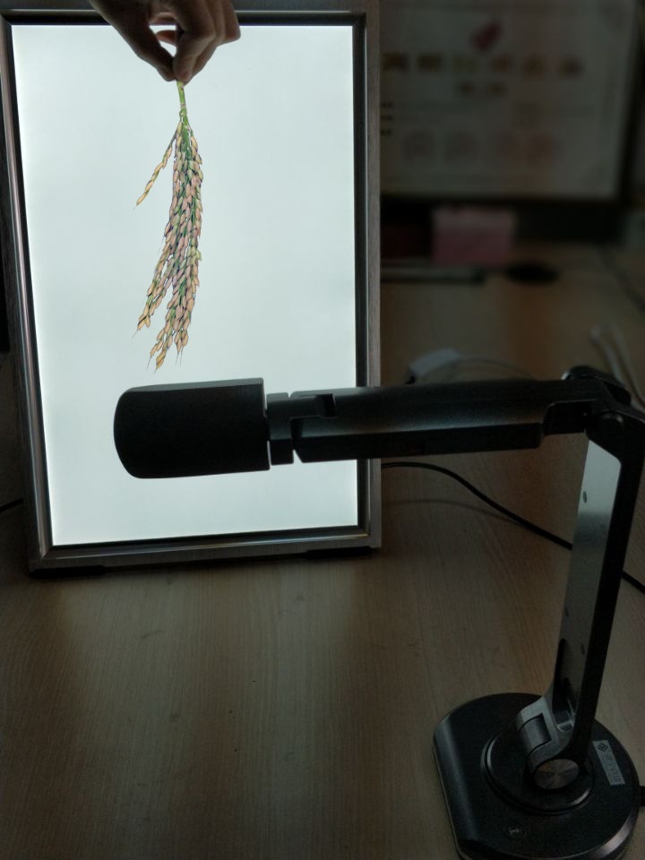 万深水稻麦穗穗长-茎粗-茎叶角自动测量仪的图片