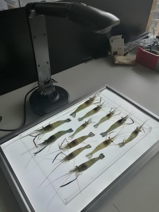 SC-B型鱼虾苗自动测量分析及百粒重仪的图片