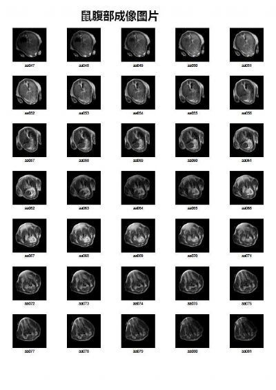 1.5T（25mm）核磁共振活体动物成像系统