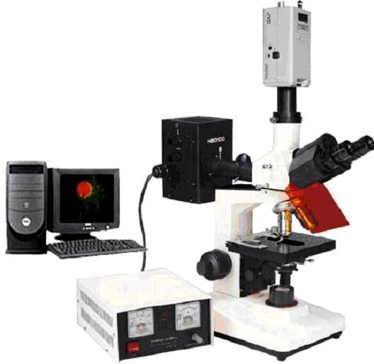 DFM-30C电脑型正置荧光显微镜的图片