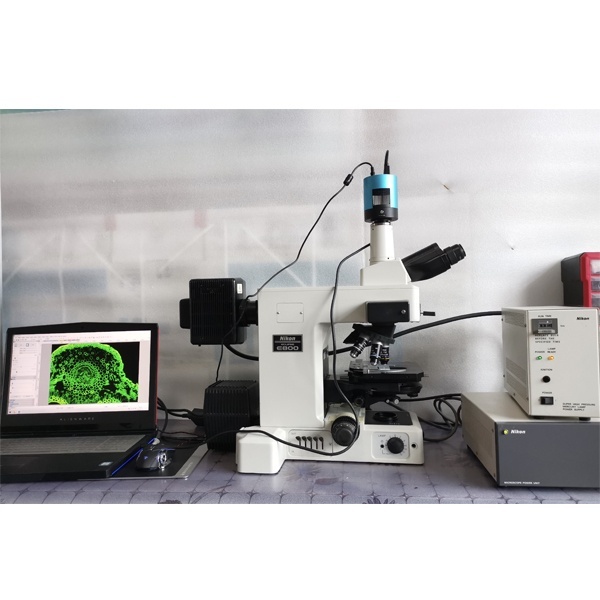 二手尼康e800正置三色荧光显微镜的图片