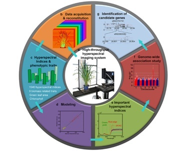 高光谱成像系统-植物表型仪器-植物成像RAP-HHIS的图片