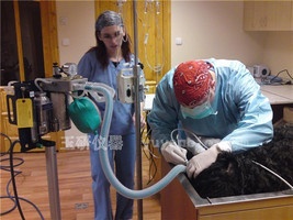 中型动物麻醉呼吸机的图片