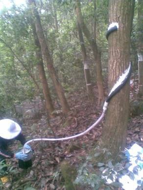 DJ-H缠绕型树干截流记录仪的图片