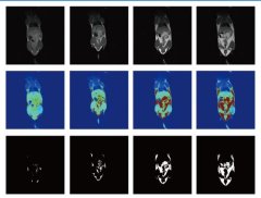 低场核磁共振技术研究活体小动物的体成分的图片