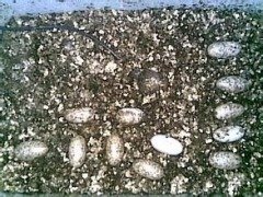 孵化银白蛭石