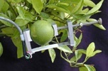 DEX果实-树木茎干生长测量仪的图片