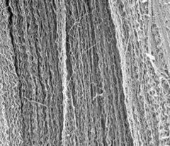 取向性多壁碳纳米管CNTs的图片