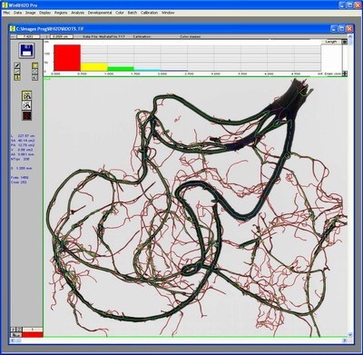 WinRHIZO根系分析系统的图片